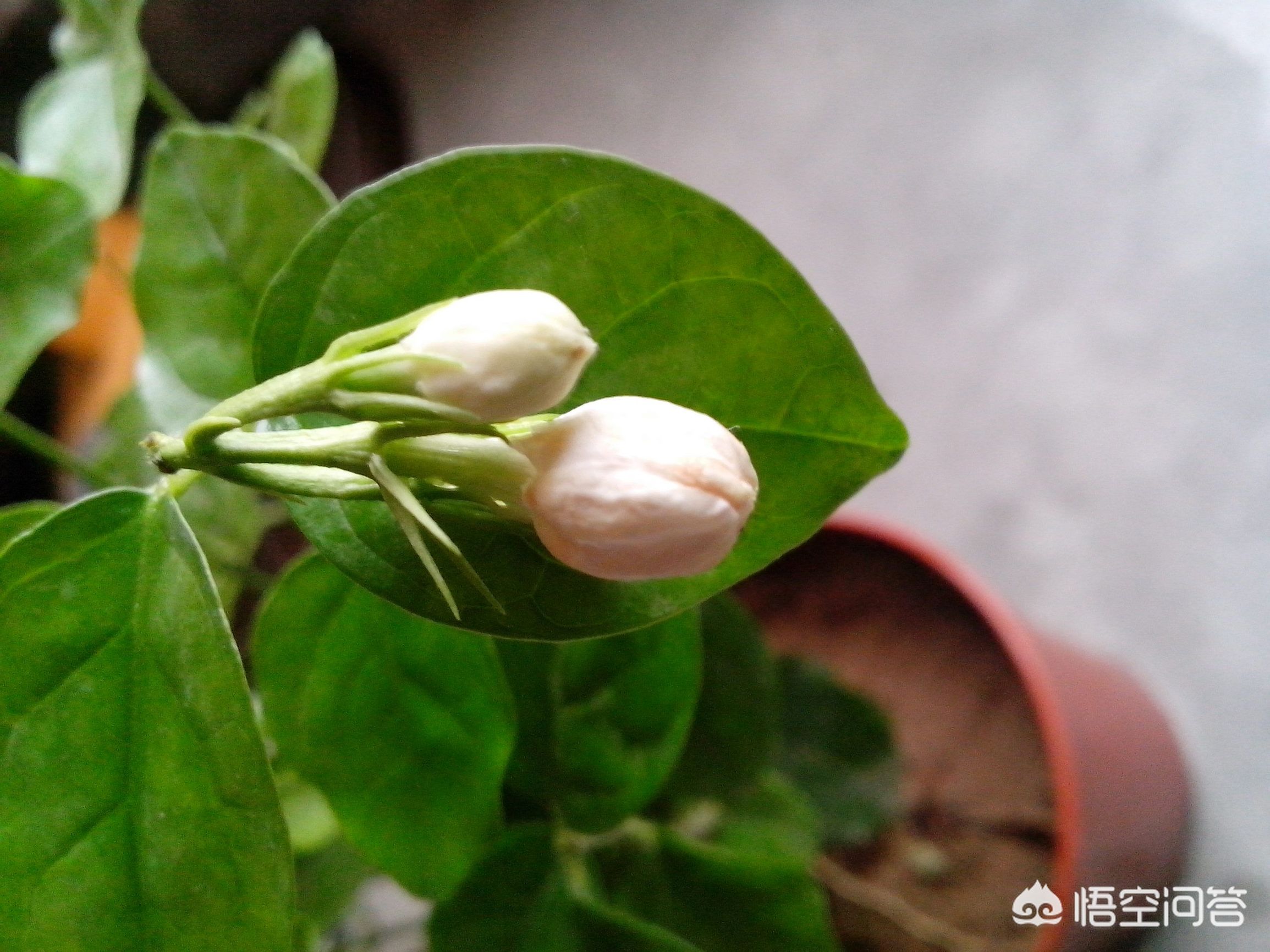 新买的茉莉把花蕾全剪了有影响吗？有没有好处？