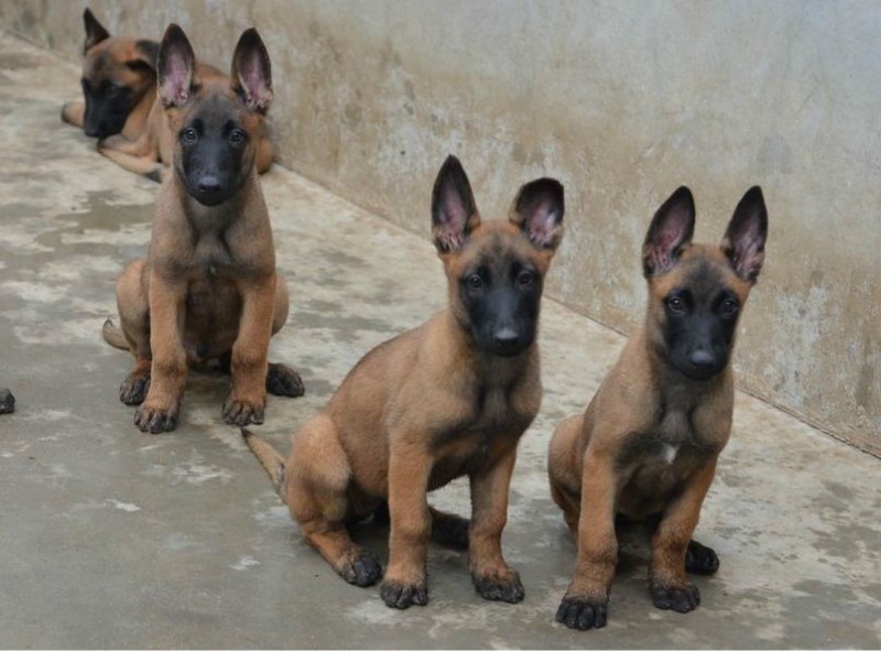 如何才能让马犬不咬鸡？-图1