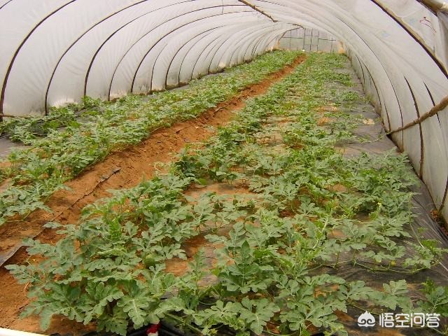 打叉打叉符号 打叉打叉符号