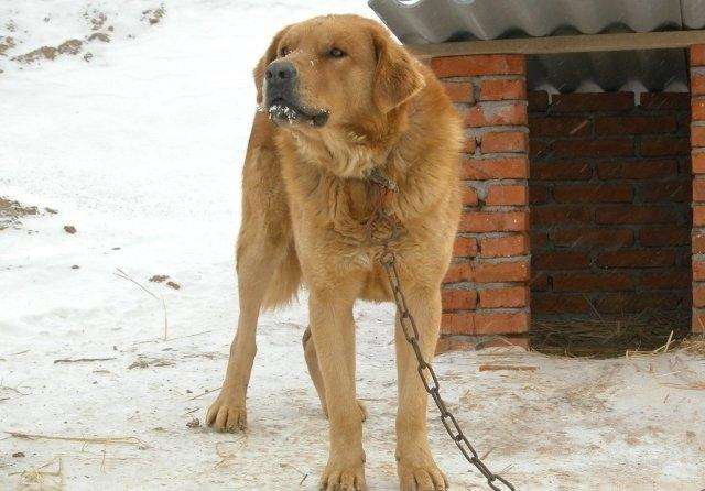 中华田园犬在海外生活情况，中华田园犬在海外生活情况如何