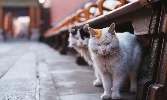 故宫十大御猫排名？：故宫猫图片