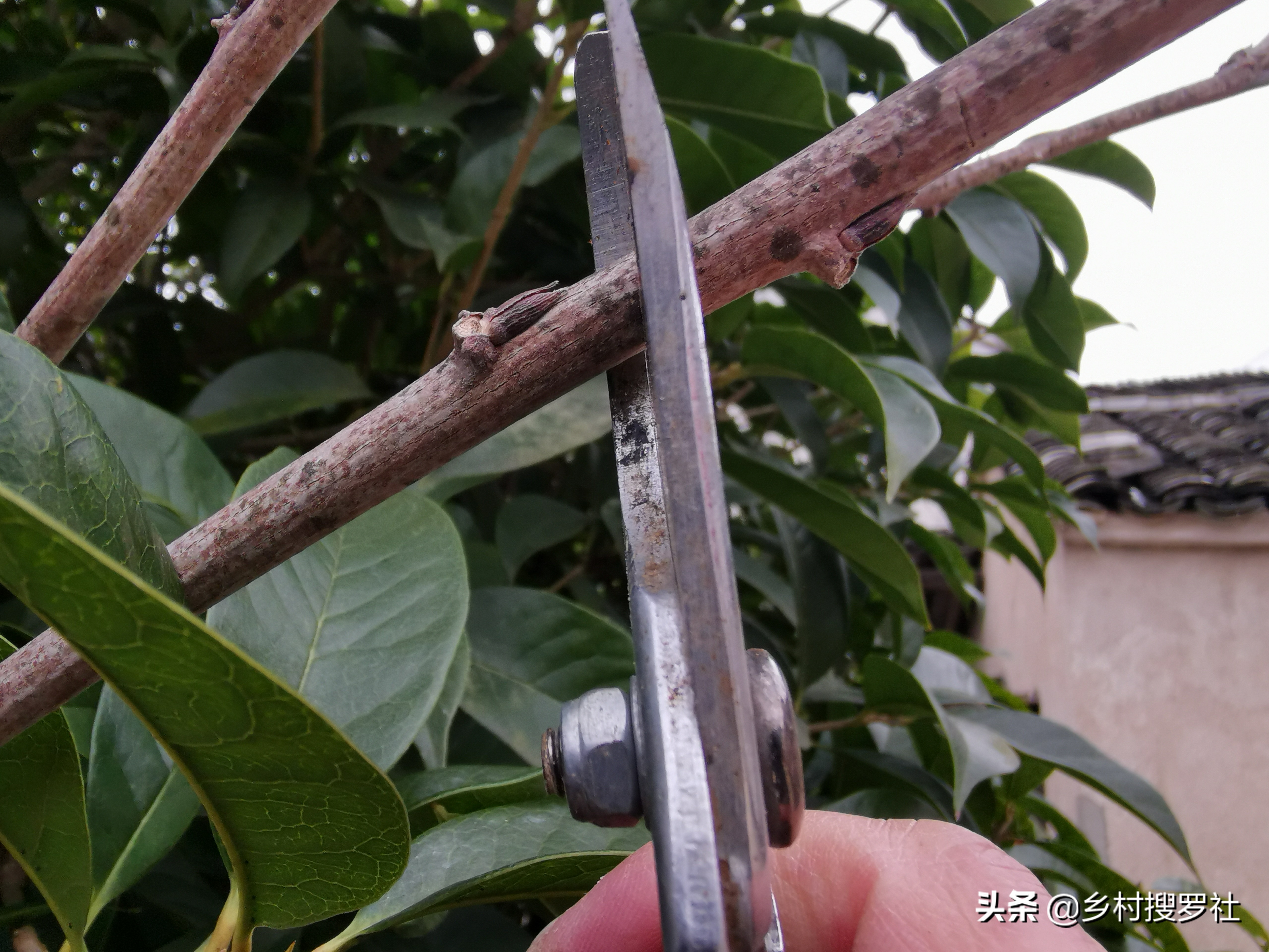 紫藤图片紫藤图片大全大图