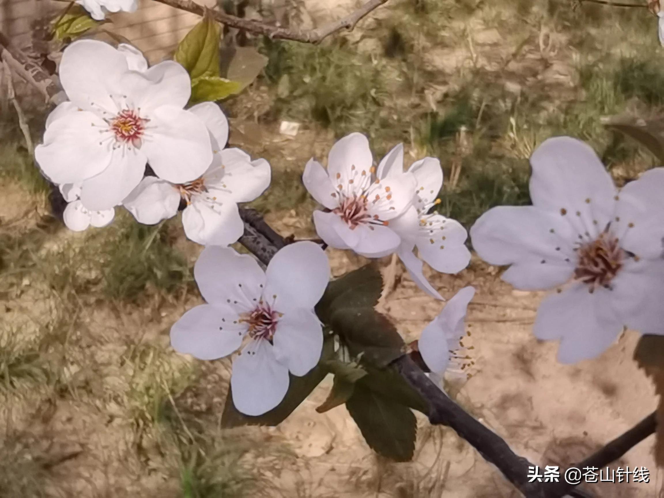 疫情下的海外生活，疫情下的海外生活现状
