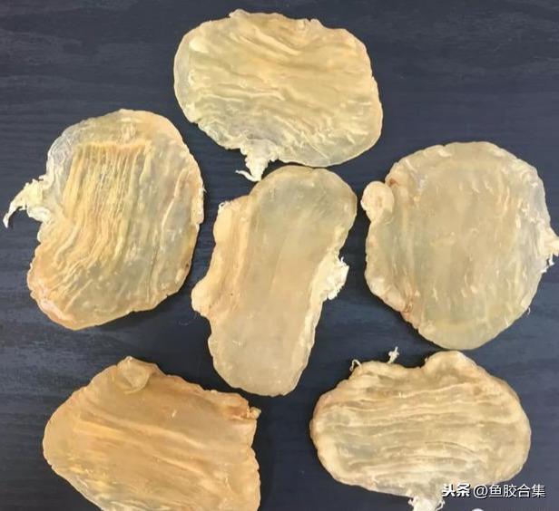 墨西哥花胶品种 2026年墨西哥花胶品种大全