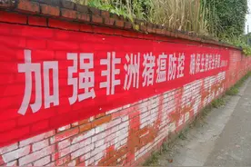 专治非洲猪瘟的特效药？目前地球上没有图片
