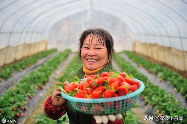鑽夎帗鑺辫娊鍒嗗寲鐨?澶у奖鍝嶅洜绱犲拰淇冧娇鑺辫娊鎻愬墠鍒嗗寲鐨?涓鐞嗘妧宸? onerror=
