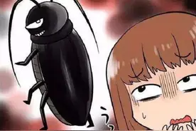 家里出现一只蟑螂代表有一窝？怎么一锅端？快试试这些省心方法吧图片