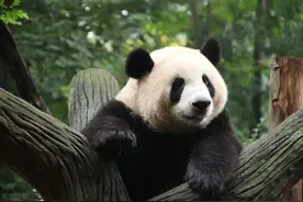 交配过程被直播研究，为什么大熊猫繁殖如此困难？科学家操碎了心图片