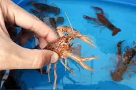 小龙虾不会挑？4招教会你，个个鲜嫩肉多味道好，少花冤枉钱图片