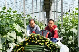 花叶病毒病——黄瓜种植的主要病害之一，记住这几点能有效果防治图片