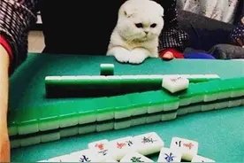 女子带猫打麻将大多没输过，牌友们不乐意了：你这算作弊知道吗图片