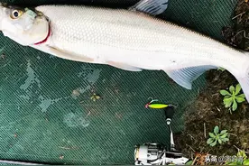 鱼钩 | 钓鱼必备，作用是刺鱼，详解4种钓法怎样选鱼钩图片