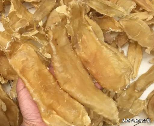 马来西亚鱼胶的品种 2026年马来西亚鱼胶的品种有几种