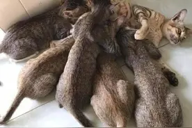 喂完幼崽的猫妈躺着休息，发现腹部压力很重：要点脸可以吗？图片