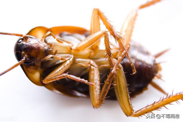 可药可食，“小强”也有大价值