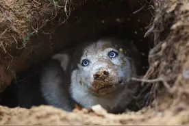 第一次养狗，就养这些狗狗，它大概会变成你的最后一只狗狗图片
