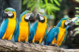 6种大型金刚鹦鹉，第一种蓝黄最便宜仅万元，放开饲养人人都想养图片