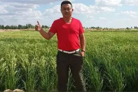 中国小伙在沙漠种出万亩水稻，获得3亿投资，被称为第二个袁隆平图片