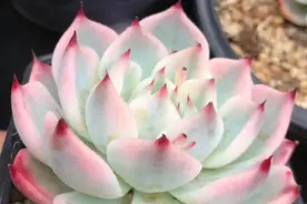 多肉锦，宛如天边的彩虹，是难得遇见的美丽，错过了你可会后悔哟图片