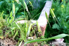 麦地一种野草，种子药用价值高，32元一斤，请珍惜图片