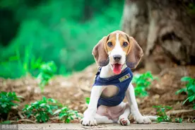 不敢相信，养狗竟然能治这么多病？专家研究最新发现图片