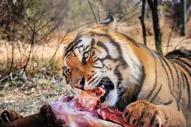 鬼哥的五万里D18甘肃武威-金昌市永昌县图片