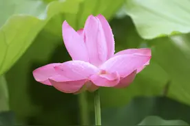 安徽合肥：包公园的荷花开了，美不胜收图片