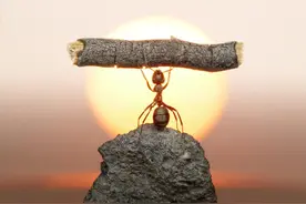 蚂蚁为什么能够举起超过它体重400倍的东西？蚂蚁怎么这么厉害图片