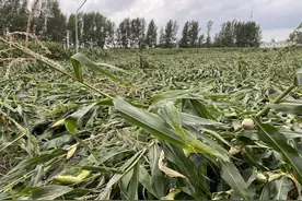 台风一个接一个，大风大雨玉米倒伏怎么办？图片