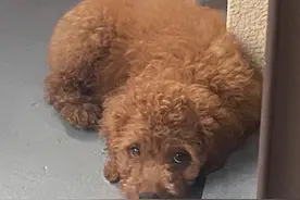 论一只狗狗能有多养生！作息清晰计划明确，楼下大爷直呼内行图片