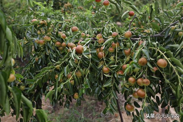 冬枣裂果，不止缺钙那么简单！土水肥管理、修剪、药剂防治不能少
