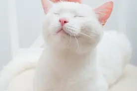 猫咪把头拱向主人，让主人抚摸它们的身体和毛发，将人类视为妈妈图片