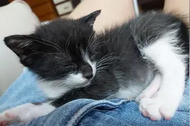 妈妈说着不让带小猫回家，立刻“真香”！还积极给猫咪喂奶图片