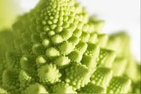这种菜花能吃吗？罗马花椰菜（青宝塔）图片