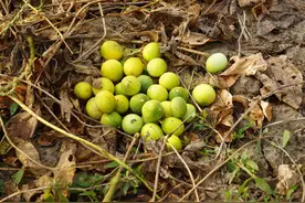 遇屎就生长的“屎瓜”，原本是种害草，如今成为一种高产油果图片