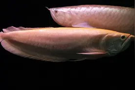 银龙鱼跌成了白菜价，想要饲养其他龙鱼，可以先从饲养银龙练手图片