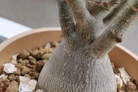 嫌沙漠玫瑰的“肚子”小？用这三招，轻松养出沙漠玫瑰“啤酒肚”图片