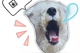 小剧场|发表情有个性，麻麻自制狗狗表情包！图片