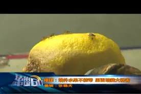 厦门口岸截获恐怖“水果杀手”地中海实蝇