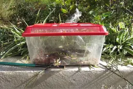 大学生宿舍养毒蛇 求舍友的心理阴影面积图片