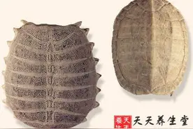 鳖甲的功效与作用图片