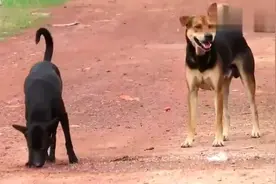 狗狗中的爱情故事，热恋中的田园犬！让串串哈巴狗投来羡慕的眼神视频封面