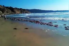 国外的海边上莫名出现很多大量活鱿鱼，真的很多，太奇怪了图片