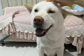 主人摸了一把狗子的头，狗子笑成花了！视频封面