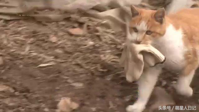 爱心铲屎每天坚持给流浪猫喂食,没想到猫咪竟叼回特殊礼物来报恩