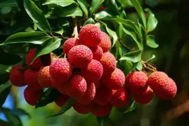 摘荔枝去！全广州最全的果场都在这儿了！图片