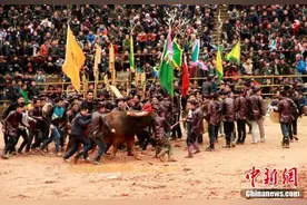 直击贵州从江“牛王争霸” 万人观看场面壮观图片