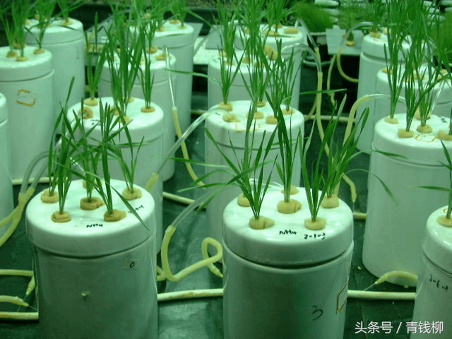 植物营养与施肥原则