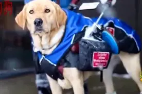 服务犬真的是人类的好朋友啊，它们是人类最忠诚的伙伴，好感动啊视频封面