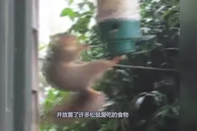 为了防止松鼠进家，家家户户安装了它，网友：松鼠怕是有阴影了